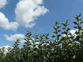 Školka ovocných stromů: jabloně, hrušky, švestky, třešně, třešně, meruňky, broskve 01