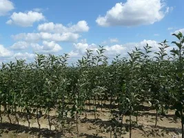Školka ovocných stromů: jabloně, hrušky, švestky, třešně, třešně, meruňky, broskve 02