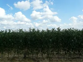 Školka ovocných stromů: jabloně, hrušky, švestky, třešně, třešně, meruňky, broskve 06